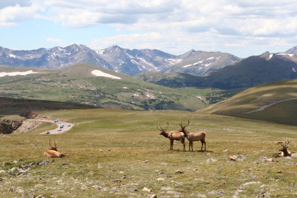 Rocky Mountain Elks: 
