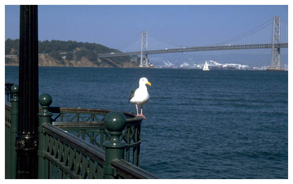 Bay Bridge: Sep 3rd, 1999: The Oakland Bay Bridge. (006)