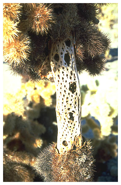 Cactus Detail: Cholla Cactus Garden in Josua Tree National Park.