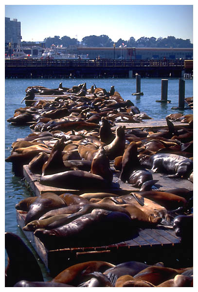 Sea lions overview: 