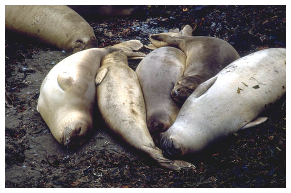 Seals 1: 