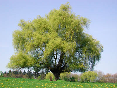 spring tree: 