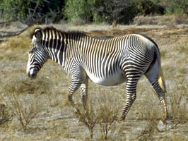 Grevy Zebra: Photo taken on September 10th, 1995, in Samburu, Kenya.