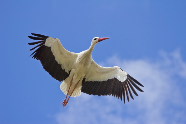 Carlos Delgado White Stork (Ciconia ciconia) in Madrid, Spain.