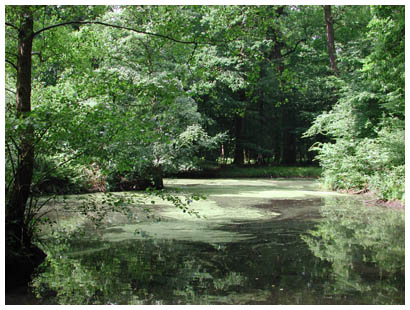 Teich am Jaegerhaeuschen: 