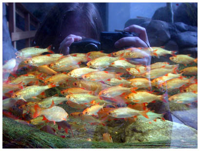 28orangefishmirror.jpg: 