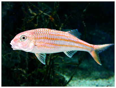 29littlefish: 