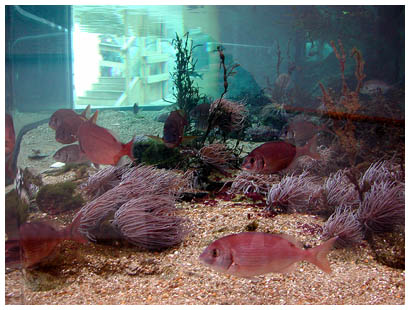 30aquariumoverview: 