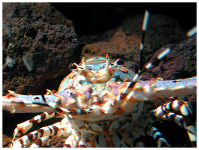 33scarycrab: 