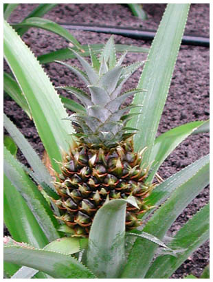 58pineapple: 