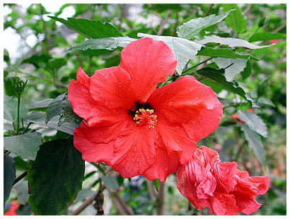 59hibiscus: 