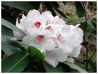 66whiterhododendron: 