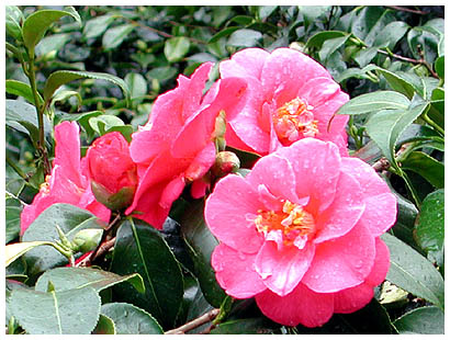 69pinkflowers: 