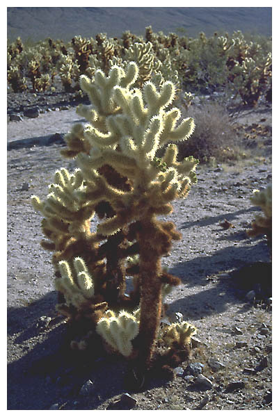 Cholla Cactus: Cholla Cactus Garden in Josua Tree National Park.