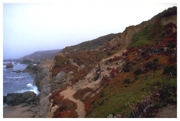 Coast 1: The Pacific coast near Highway 1 between Carmel and Big Sur.