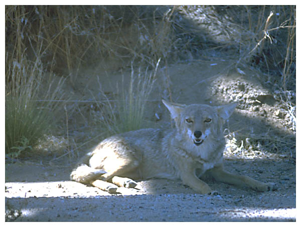 Coyote: A coyote resting near the road in Josua Tree National Park.