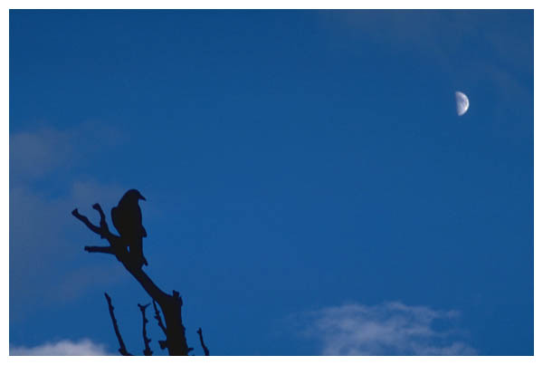 Crow and Moon: 