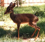 Dikdik: 