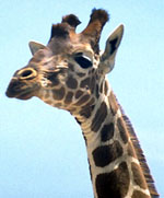 giraffe head: 