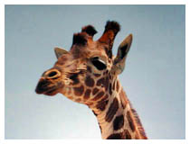 giraffe thumb: 