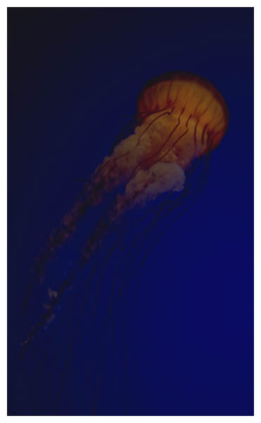 Jellyfish: An iluminated jellyfish in the Monterey Bay Aquarium.
