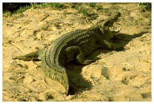 Krokodil: 
