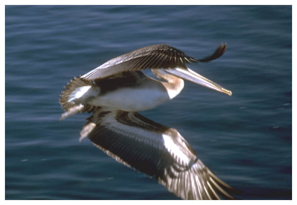 Pelican: A pelican in the harbor of Monterey, Ca.