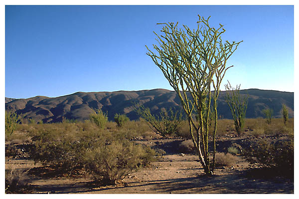 Plant from outer space: Josua Tree National Park.