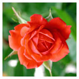red rose: 