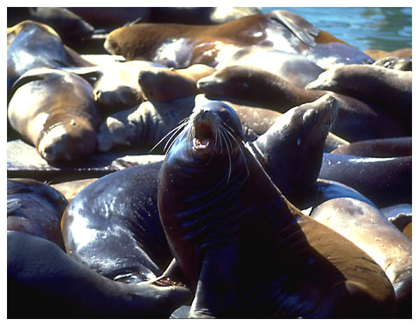 Sea lions close: 