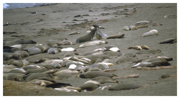 Seals 2: 