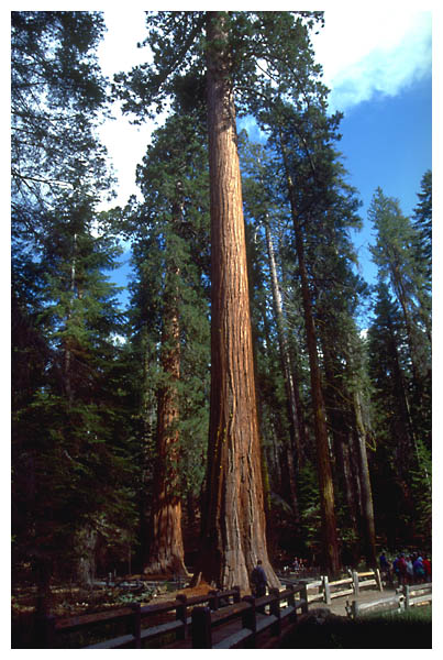 Sequoia: 