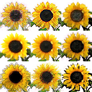 Sunflowers: 