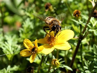 bee on a yellow flower